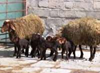 اجرای موفقیت آمیز طرح دوقلوزایی هزار گوسفند در گالیکش
