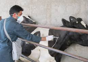 شیوع بیماری تب برفکی در دام های چهارمحال و بختیاری