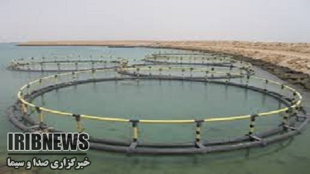 هدفگذاری افزایش تولید ماهی در قفس در استان زنجان
