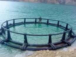 50 هزار بچه ماهی کپور برای پرورش در قفس