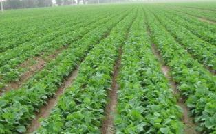 توصیه های مهم برای کشاورزان