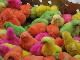 10 هزار قطعه جوجه رنگی بدون هویت دربوئین زهرا معدوم شد