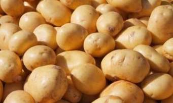 صادرات 40 هزار تن سیب زمینی از استان چهارمحال و بختیاری