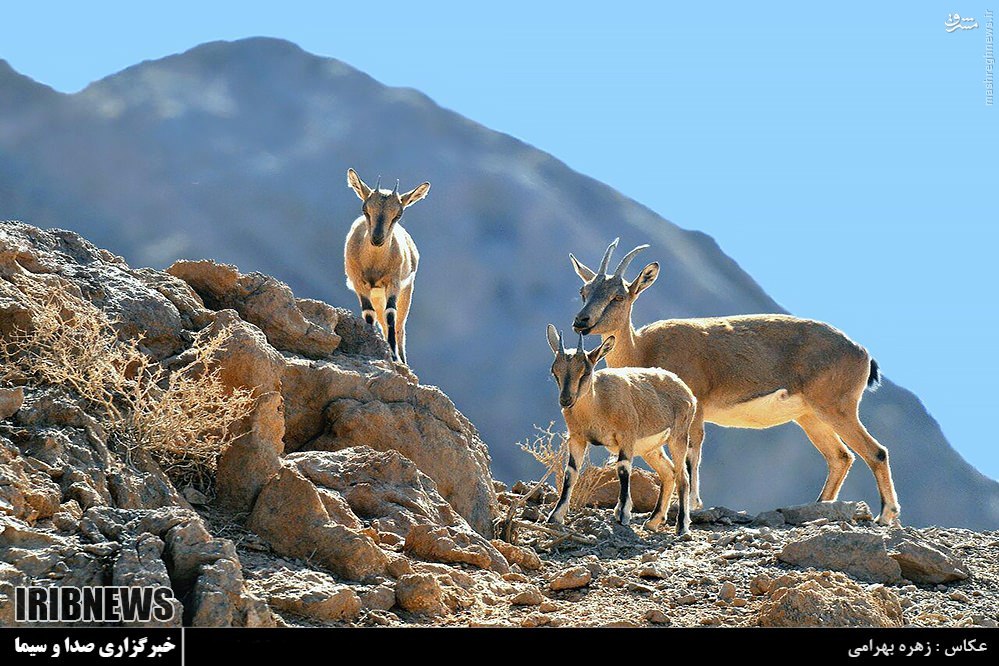 وجود 313 گونه جانوری مهره دار در کهگیلویه و بویر احمد