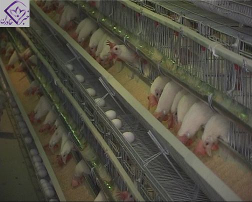 افزایش تولید گوشت مرغ به روش پرورش در قفس
