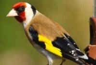 رهاسازی 32 قطعه سهره طلایی در طبیعت لرستان