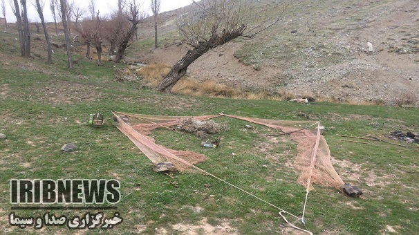 دستگیری شکارچی سهره طلایی در زنجان