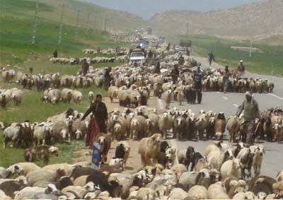 اجرای دو طرح عمرانی در مناطق عشایری بویراحمد و باشت/وی سی آقای جهانی