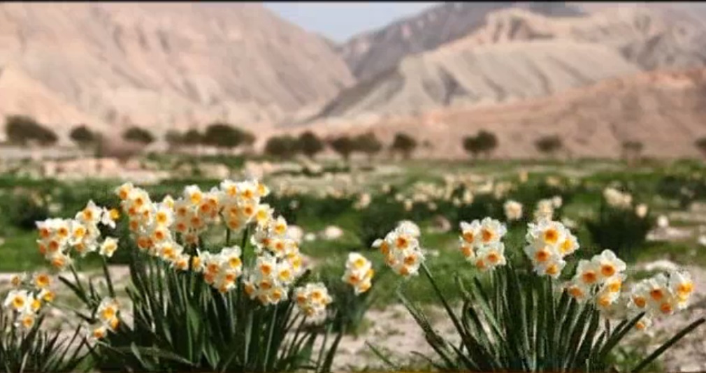 برداشت گل نرگس از مزارع شهرستان دره شهر + گزارش
