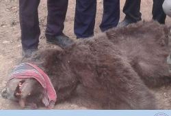 زنده گیری خرس سرگردان در کلاله