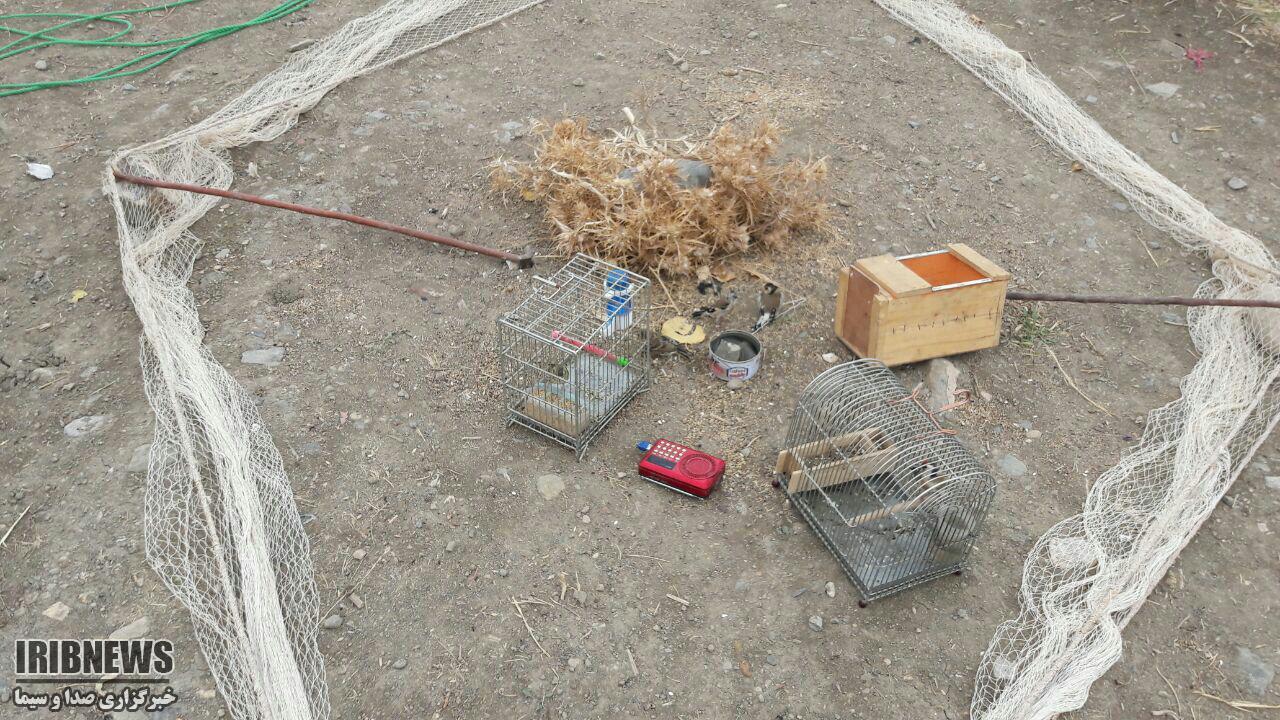 ۶ قطعه سهره طلایی در قروه رهاسازی شد