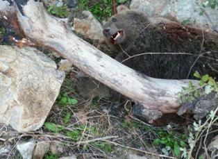 کشته شدن یک قلاده خرس قهوهای در مرز شهرستان اهر و مشگین شهر کشته شدن یک قلاده خرس قهوهای در مرز شهرستان اهر و مشگین شهر