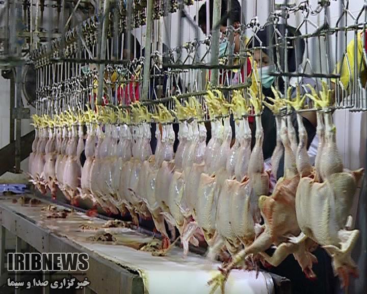 تولید 14 هزار و 900 تُن گوشت مرغ در خراسان شمالی