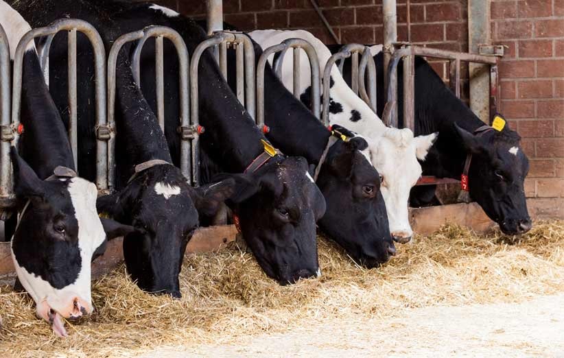 توزیع 2 میلیون و 400 هزار تن نهاده دام و طیور سالانه در خراسان رضوی