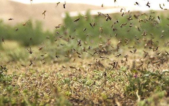 سم پاشی هزار هکتار زمین‌های کشاورزی برای مقابله با ملخ‌ها