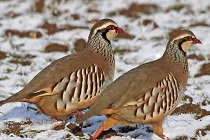 کشف 6 قطعه کبک وحشی از یک شکارچی غیر مجاز در دلیجان کشف 6 قطعه کبک وحشی از یک شکارچی غیر مجاز در دلیجان