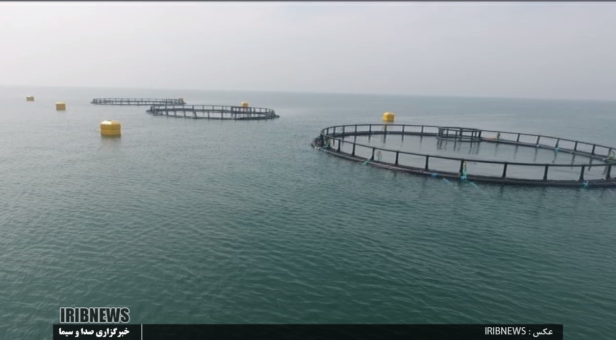 ماهی هایی که به جای تـُنگ و استخر، سر از قفس درآورده اند!