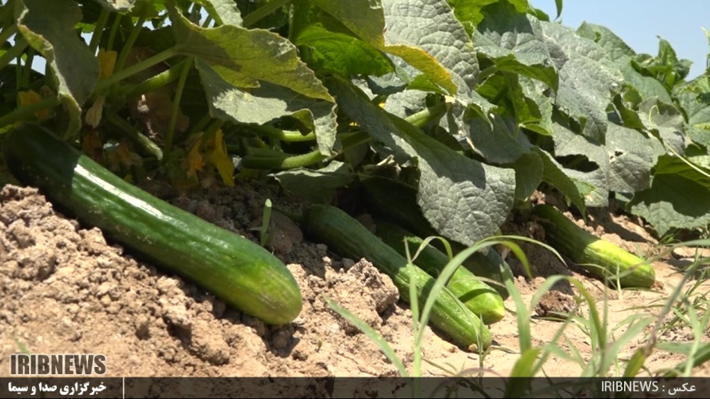 آغاز برداشت خیار بوته ای از 50 هکتار از اراضی شهرستان پارس آباد