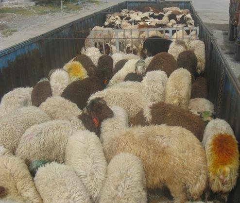 کشف محموله 200 راسی دام قاچاق