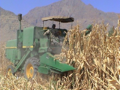 آغاز برداشت ذرت از مزارع آبیک