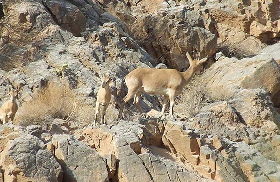تخریب بناي غير مجاز در ارتفاعات پناهگاه حيات وحش حيدری نیشابور