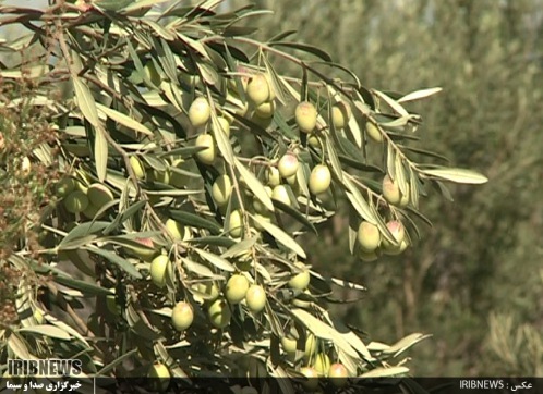 روغن زیتون گیلان، پیشرو در تولید اما در گیرو دار مشکلات