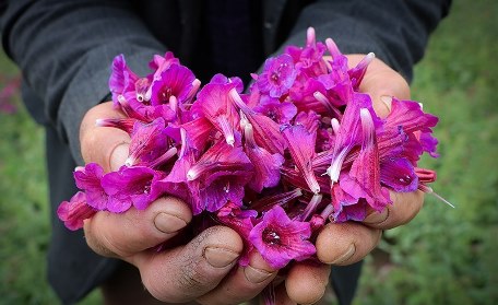 آغاز برداشت گل گاوزبان در گیلان