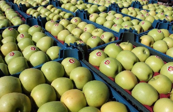 سهم ناچیز سیب در صادرات