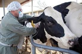 ایمن سازی دام های استان مرکزی ایمن سازی دام های استان مرکزی