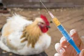ایمنسازی طیور علیه آنفلوآنزای فوق حاد پرندگان ایمنسازی طیور علیه آنفلوآنزای فوق حاد پرندگان