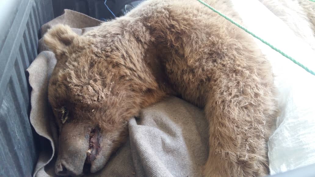 مجروح شدن یک قلاده خرس قهوهای در دالاهو بر اثر برخورد با خودرو مجروح شدن یک قلاده خرس قهوهای در دالاهو بر اثر برخورد با خودرو