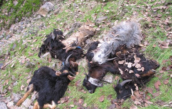 ترس از خرس گوسفندان را به کام مرگ برد ترس از خرس گوسفندان را به کام مرگ برد