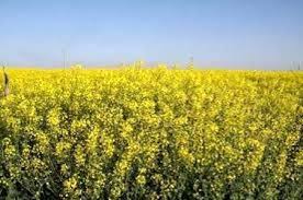 آغاز برداشت دانه روغنی کلزا در پارس آباد