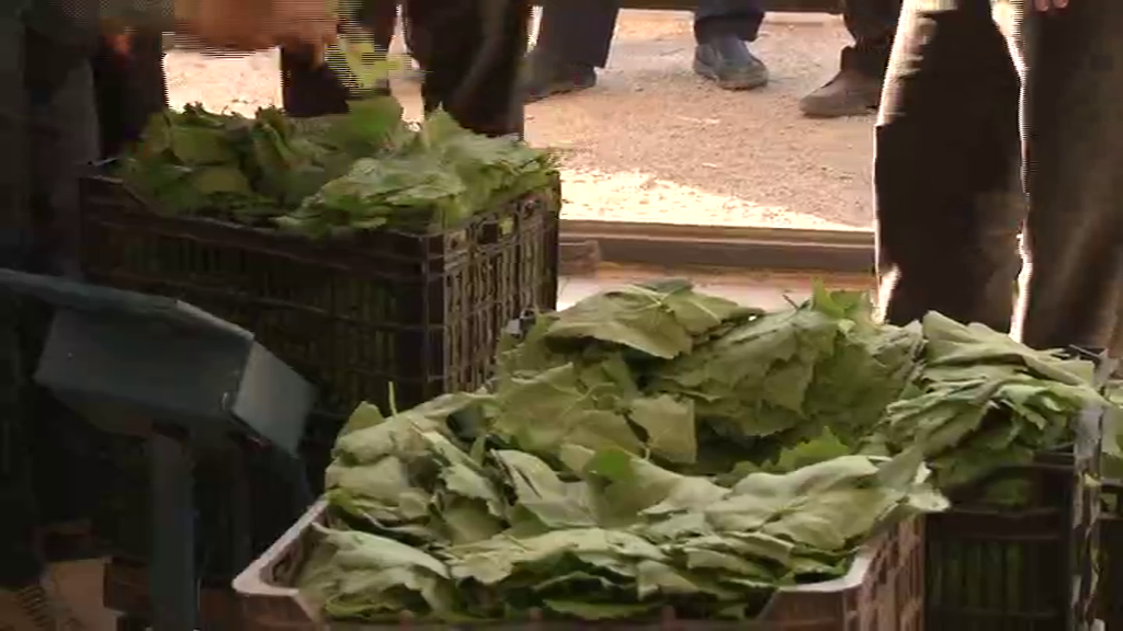 دست چین برگ مو از تاکستان های ملکان