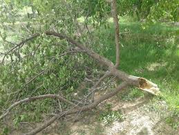 خسارت 510 میلیارد ریالی توفان به باغهای نیشابور