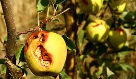 چوب حراج بر سیب باغداران شیروانی