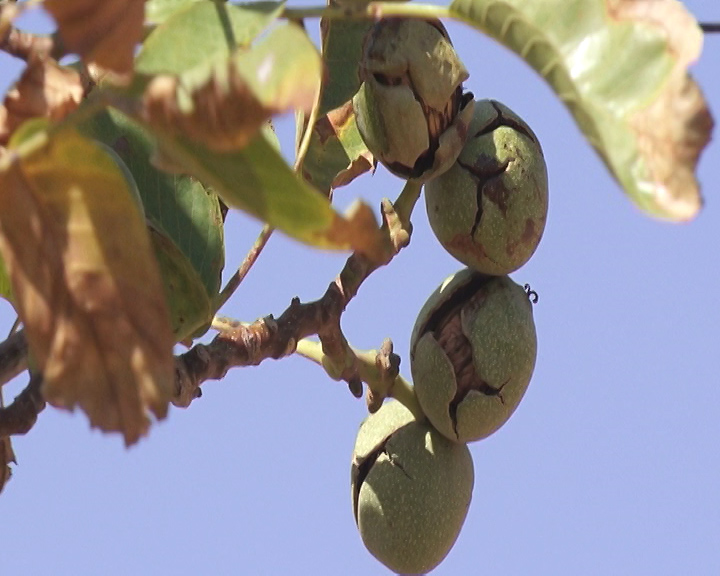 خواب شکوفه ها ؛ راه گذر از فصل مخاطره
