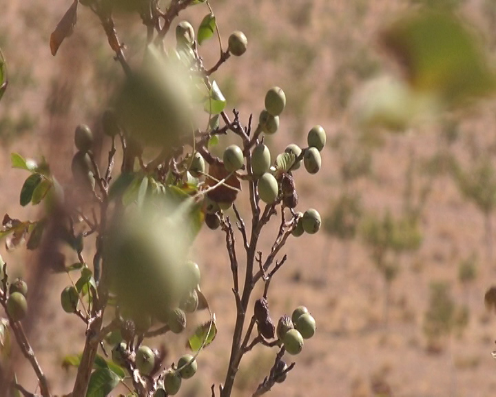 خواب شکوفه ها ؛ راه گذر از فصل مخاطره