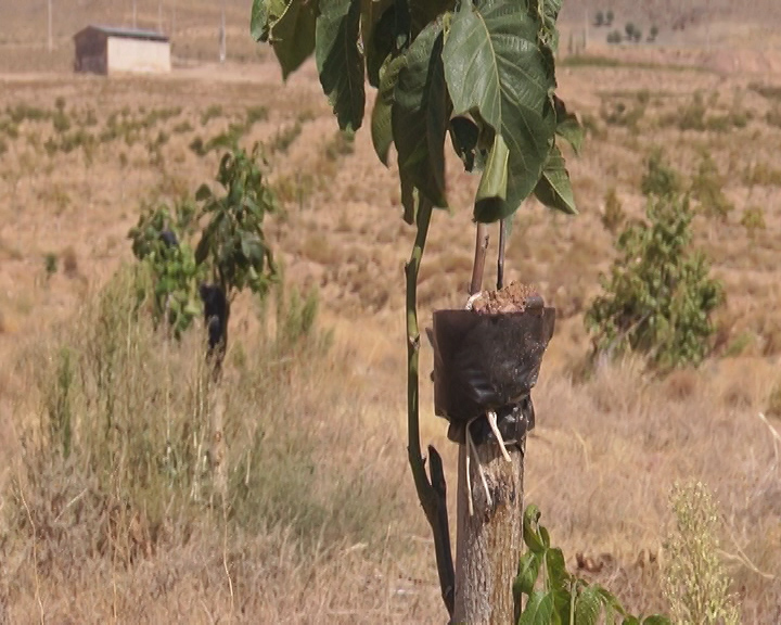 خواب شکوفه ها ؛ راه گذر از فصل مخاطره