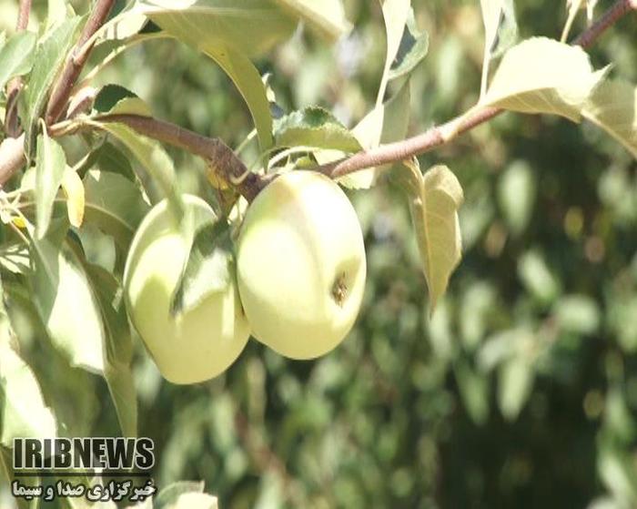 اهدای  31 تن سیب به کمیته امداد اسفراین