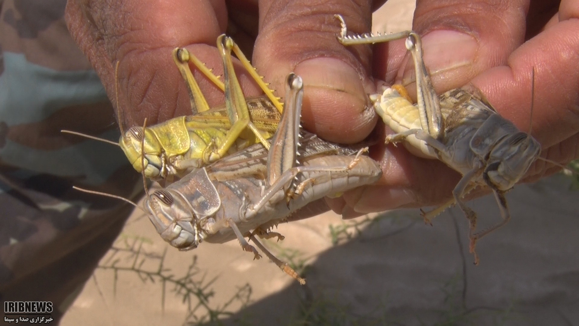 آموزش به کشاورزان، مرتع داران و ساربانان نهبندانی برای مقابله با ملخ‌های صحرایی