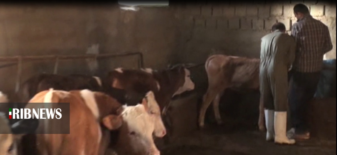 اتمام فاز سوم واکسیناسیون تب برفکی در کردستان اتمام فاز سوم واکسیناسیون تب برفکی در کردستان