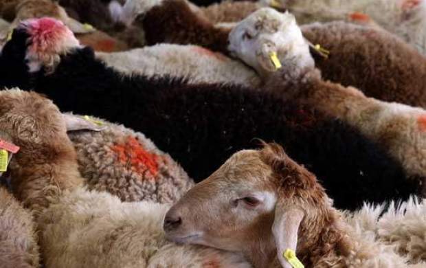 ممنوعیت ذبح دام در مهاباد ممنوعیت ذبح دام در مهاباد