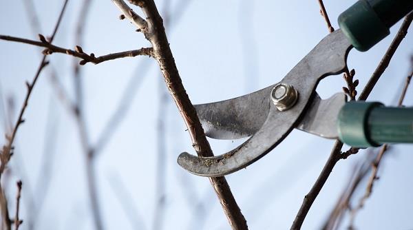 تاکید بر به تاخیر انداختن رشد درختان میوه در اردبیل