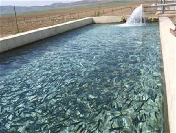 رهاسازی ۱۰۰ هزار قطعه بچه ماهی در استخر&zwnj;های پرورش ماهی آبیک