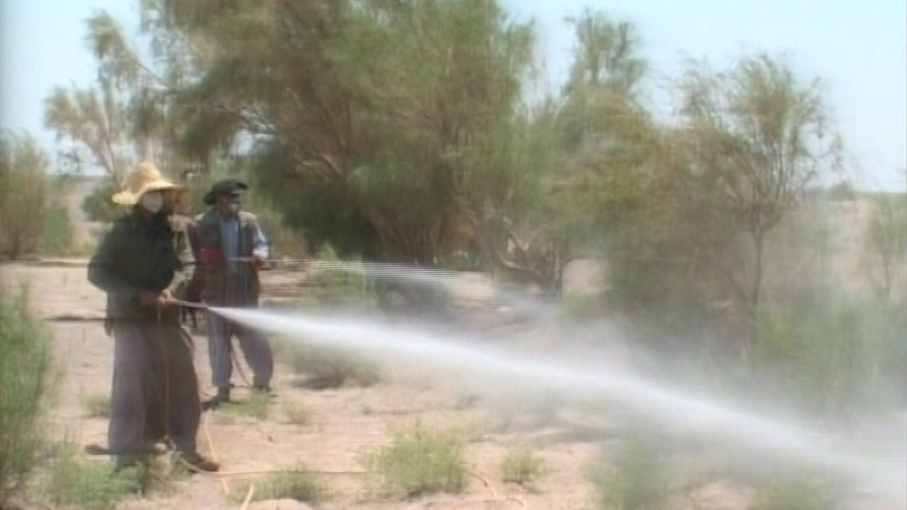 اجرای عملیات مبارزه با آفت ملخ در ۸۰ هکتار از اراضی شهرستان نایین اجرای عملیات مبارزه با آفت ملخ در ۸۰ هکتار از اراضی شهرستان نایین