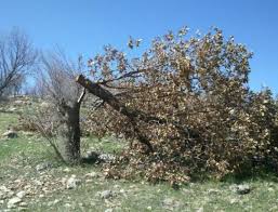 شکستن بال فرشتگان