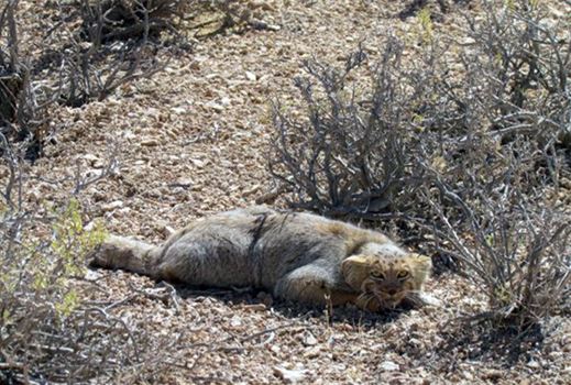 از گوزن زرد تا مار شاخدار از گوزن زرد تا مار شاخدار