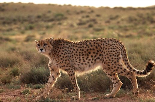 از گوزن زرد تا مار شاخدار از گوزن زرد تا مار شاخدار