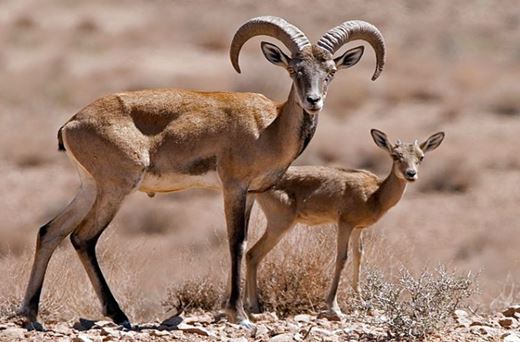 از گوزن زرد تا مار شاخدار از گوزن زرد تا مار شاخدار